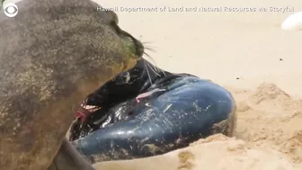 Birth of monk seal pup caught on camera at Hawaii beach