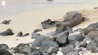 Birth of monk seal pup caught on camera at Hawaii beach