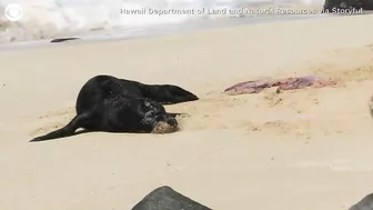 Birth of monk seal pup caught on camera at Hawaii beach