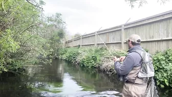 Small stream trout on Glass BFS rod