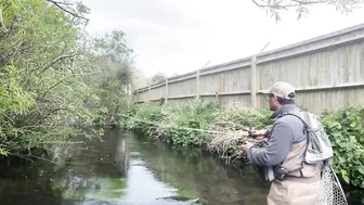 Small stream trout on Glass BFS rod