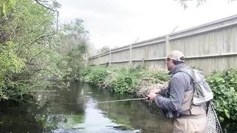 Small stream trout on Glass BFS rod