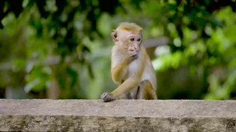 AYUBOWAN - Sri Lanka - Travel Video