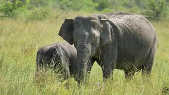 AYUBOWAN - Sri Lanka - Travel Video