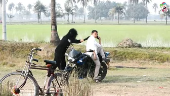 Fake Gorilla Attack Prank ???? Compilation || Best of 4 Minute Fun Prank (Part 3)