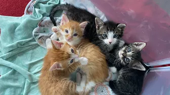 Kittens Stretching and Waking Up