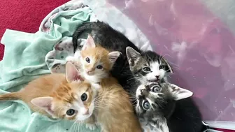 Kittens Stretching and Waking Up