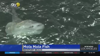 Caught on video: Ocean sunfish spotted off Newport Beach