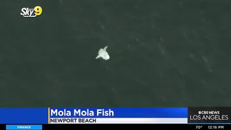 Caught on video: Ocean sunfish spotted off Newport Beach