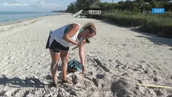 First nest spotted on a Florida beach during turtle nesting season