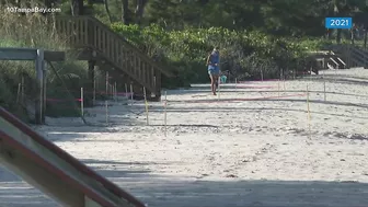 First nest spotted on a Florida beach during turtle nesting season