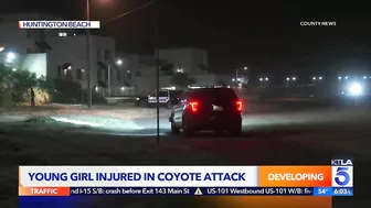 Coyote attacks girl in Huntington Beach: Police