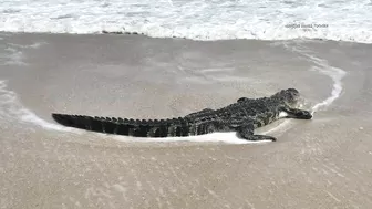 Gator spotted walking on North Carolina beach