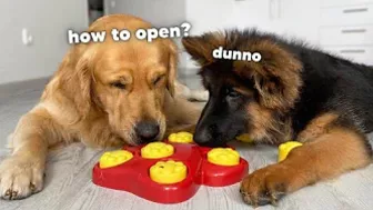 My Dogs Try Brain Games to See Who Is Smarter