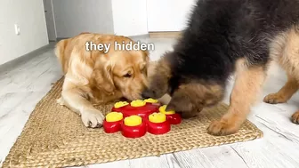 My Dogs Try Brain Games to See Who Is Smarter