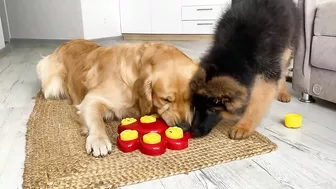 My Dogs Try Brain Games to See Who Is Smarter