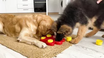 My Dogs Try Brain Games to See Who Is Smarter