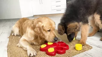 My Dogs Try Brain Games to See Who Is Smarter