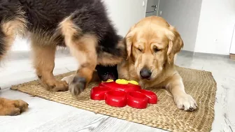 My Dogs Try Brain Games to See Who Is Smarter