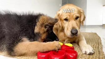 My Dogs Try Brain Games to See Who Is Smarter