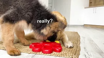 My Dogs Try Brain Games to See Who Is Smarter