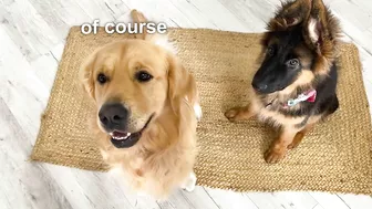 My Dogs Try Brain Games to See Who Is Smarter