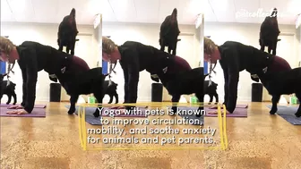 The Benefits of Doing Yoga with Your Pet