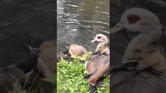 Egyptian goose Babies are swimming and stretching their long wings like mom and dad