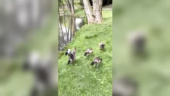 Egyptian goose Babies are swimming and stretching their long wings like mom and dad