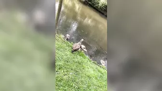 Egyptian goose Babies are swimming and stretching their long wings like mom and dad