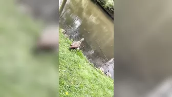 Egyptian goose Babies are swimming and stretching their long wings like mom and dad