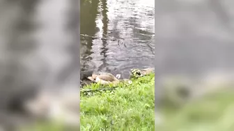 Egyptian goose Babies are swimming and stretching their long wings like mom and dad