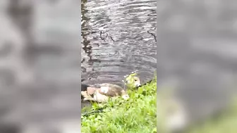 Egyptian goose Babies are swimming and stretching their long wings like mom and dad