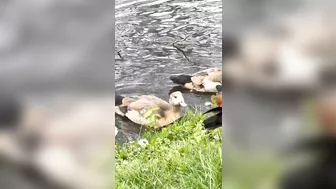 Egyptian goose Babies are swimming and stretching their long wings like mom and dad