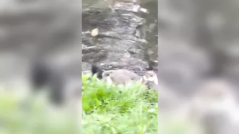 Egyptian goose Babies are swimming and stretching their long wings like mom and dad