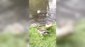 Egyptian goose Babies are swimming and stretching their long wings like mom and dad