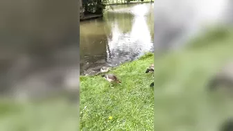 Egyptian goose Babies are swimming and stretching their long wings like mom and dad