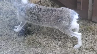 #Hares #Rabbit stretching his long legs very attentive