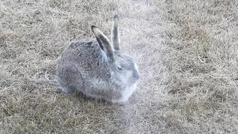 #Hares #Rabbit stretching his long legs very attentive