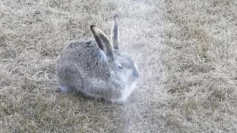 #Hares #Rabbit stretching his long legs very attentive