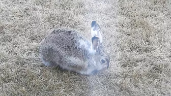 #Hares #Rabbit stretching his long legs very attentive