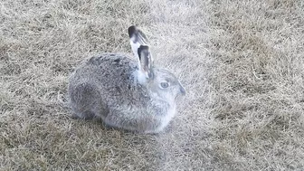 #Hares #Rabbit stretching his long legs very attentive