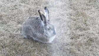 #Hares #Rabbit stretching his long legs very attentive