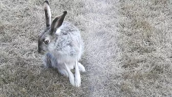 #Hares #Rabbit stretching his long legs very attentive