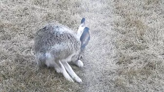 #Hares #Rabbit stretching his long legs very attentive