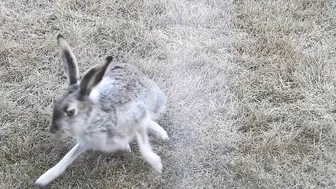 #Hares #Rabbit stretching his long legs very attentive