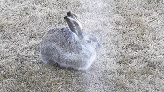 #Hares #Rabbit stretching his long legs very attentive