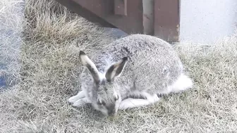 #Hares #Rabbit stretching his long legs very attentive