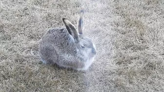 #Hares #Rabbit stretching his long legs very attentive