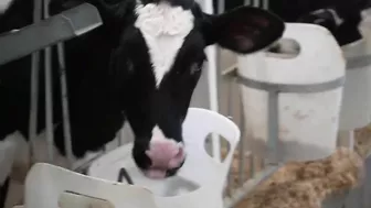 A Dairy on the Prairie Trailer!